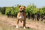 AMSTAFF ADULT 494